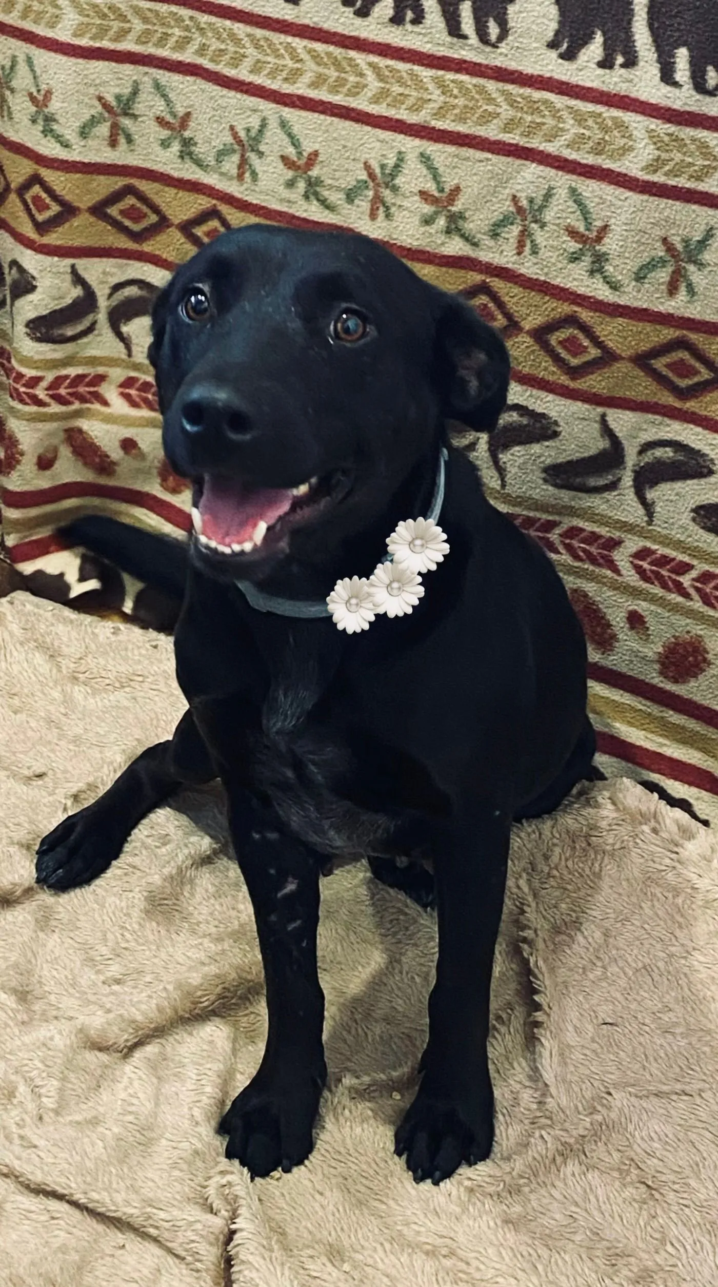 NEA Veterinary Clinic Veterinarian in Corning, AR